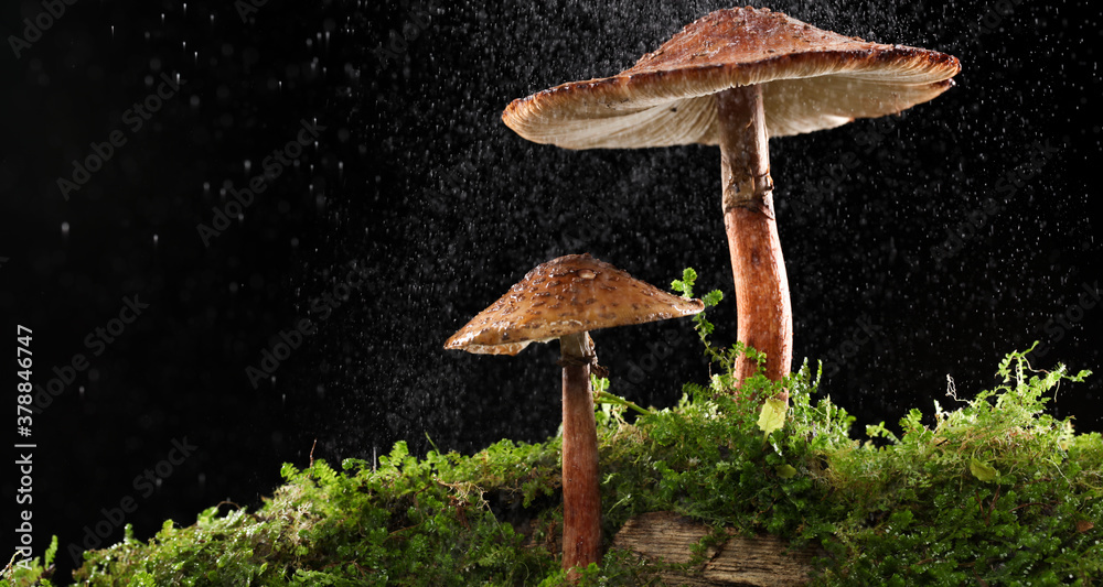 Mist of water drops on brown mushrooms on wet and humid green mossy log. Isolated on black. - obrazy, fototapety, plakaty 