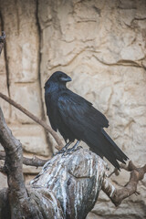 raven on a tree