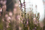 Fototapeta Lawenda - close-up of dewy natural heathers in a sunny forest clearing