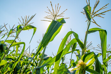 Corn stalks in a a corn field in the summer