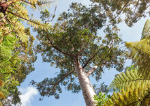 Kauri Tree And Tree Ferns In Waipoua Forest