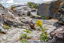 Yellow Flowers Growing On The Rocks By The Edge Of The Ocean