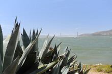 Vegetation With View Of Golden Gate Bridge