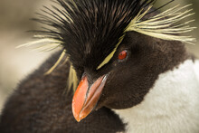 Rockhopper Penguin At The Falkland Islands