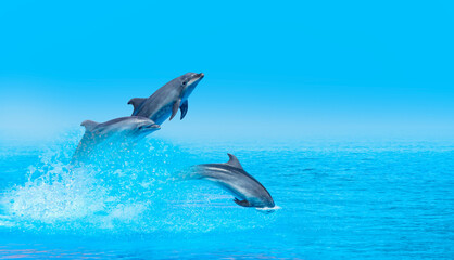 Wall Mural - Group of dolphins jumping on the water at bright blue sky