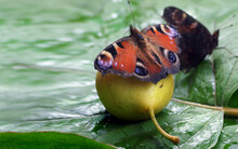 Colorful Butterflies Sitting On A Ripe Fallen Pear. Butterfly Drinking Juice. Fruit In The Garden. Selective Focus