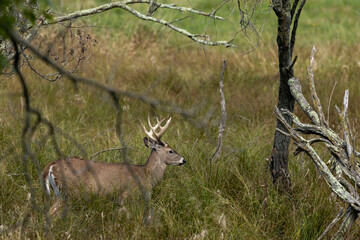 Wall Mural - the white-tailed deer, buck on a meadow in the morning.