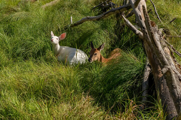 Wall Mural - two fawns of white-tailed deer, one rare white color. leucistic white-tailed deer.