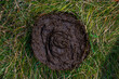 Top view of fresh cow dung in the meadow