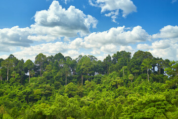 Wall Mural - rain forest top tree with blue sky and cloud