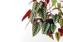 Rex Begonia Vine (Cissus Javana) 