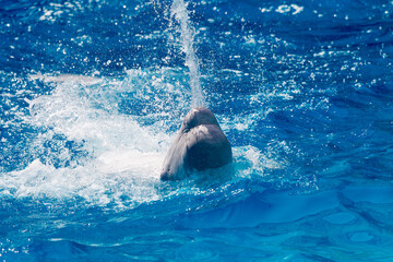 Wall Mural - Friendly beluga whale or white whale in water. Beluga whale white dolphin portrait while coming to you.