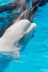 Wall Mural - dolphins and  white beluga whale in clear blue water.