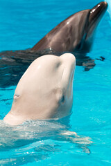 Wall Mural - dolphins and  white beluga whale in clear blue water.