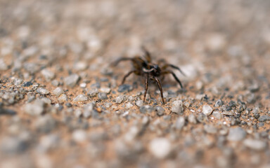 Wall Mural - spider on the ground