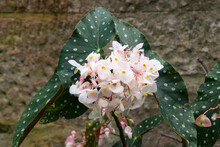 Sydney Australia, Pale Pink Flowers Of A Flamingo Queen Begonia