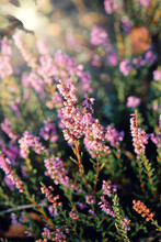 Blooming Wild Purple Common Heather (Calluna Vulgaris). Nature And Floral Background. Autumn Flowers.