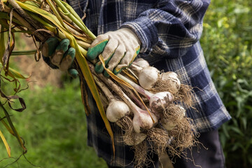 Wall Mural - Freshly harvested Garlic. Bunch of fresh raw organic garlic harvest in farmer hands in garden