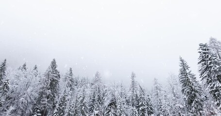 Poster - Magic snowfall in mountain woods landscape. Dreamy background. Snow falling.