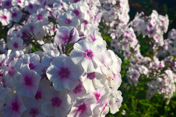 Wall Mural - White Phlox with pink center (Phlox paniculata) in the garden
, close-up. White flowers with raindrops, White Phlox flowers with red eye
