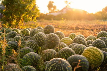 Aufkleber - A pile of watermelons in the field at sunset	