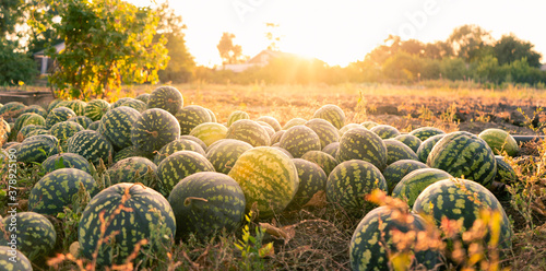 Fotomural A pile of watermelons in the field at sunset