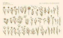 Wildflowers Outline Hand Drawn Set. Flower Doodle Botanical Collection. Herbal And Meadow Plants, Grass. Isolated Vector Illustration.