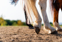 Close-up Of A Horse's Hind Legs And Hooves In Resting Position On A Horse Pasture (paddock) At Sunset. Typical Leg Position For Horses. Concepts Of Rest, Relaxation And Well-being. Copy Space.