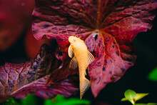 Yellow Ancistrus Albino In A Freshwater Aquarium.