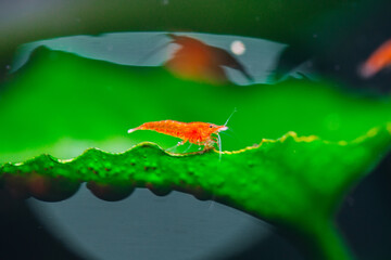 Big fire red or cherry dwarf shrimp with green background in fresh water aquarium tank.