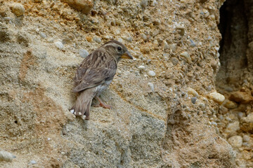 Rock Sparrow (Petronia petronia) at the entrance of its nest