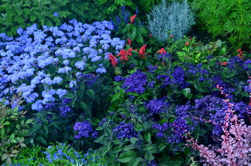 Wall Mural - Blue flowers bloom in the summer garden, Blue flowers background