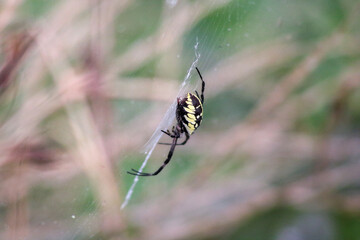 spider on a web