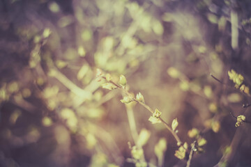 Wall Mural - Background of small buds and green leaves in spring.