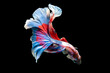 Rhythmic of Betta  siamese fighting fish betta splendens (Halfmoon  long tail fancy Tricolor red,blue,white ),isolated on black background.