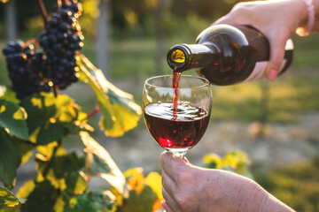 Woman pouring red wine in vineyard