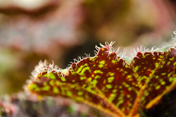 Wall Mural - Fresh leaves of begonia on the background of fertile soil. View from above. Macro photo