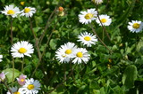 Fototapeta Kwiaty - Detailed view of daisies in a garden full of green grass.
