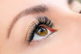 Fototapeta Panele - Eyelash extension procedure. Woman eye with long eyelashes. Close up