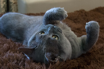 Wall Mural - Grey british cat with yellow eye is lying flat on his back on the brown faux-fur