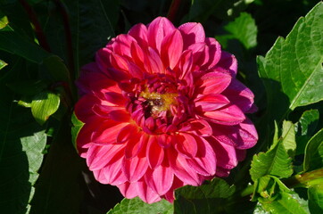 A beautiful purple  dahlia flower blooms in the garden with green leaves