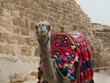 Wielbłąd z kolorowym comberem patrzący w obiektyw, w Gizie na tle fragmentu piramidy