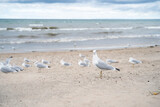 Fototapeta Morze - A lot of Seagulls on the beach