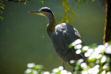 Heron In Nature In Front Of A Green Pond