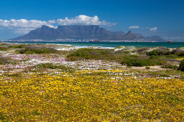 Cape Town tourist destination table mountain south africa with colorful flowering spring flowers scenic panoramic view from blouberg of famous landmark