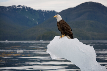 Wall Mural - bald eagle on iceberg, alaska