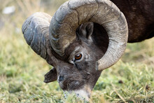 A Side View Of A Rams Head Eating Grass