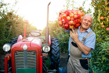 Portrait of farm worker holding sack full of apple fruit. In background an old retro styled tractor machine.