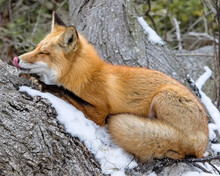 Red Fox Closeup, Licking His Lips, Laying In A Tree.