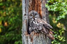 The Owl Sitting With Little Owlets In The Nest In The Hollow Of An Old Tree. The Ural Owl (Strix Uralensis).  Summer Forest. Natural Habitat.